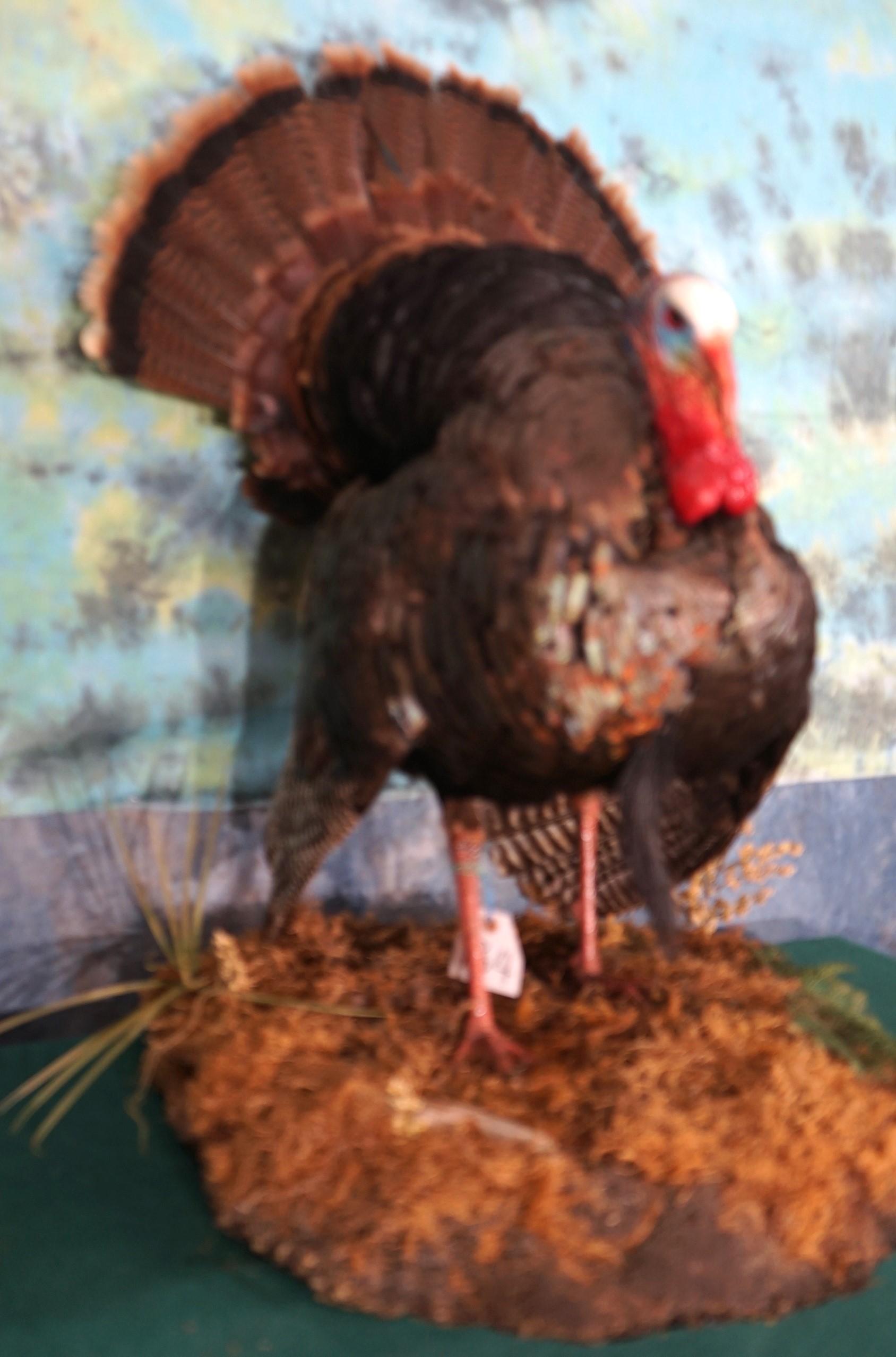 Strutting Wild Turkey Taxidermy Bird Mount