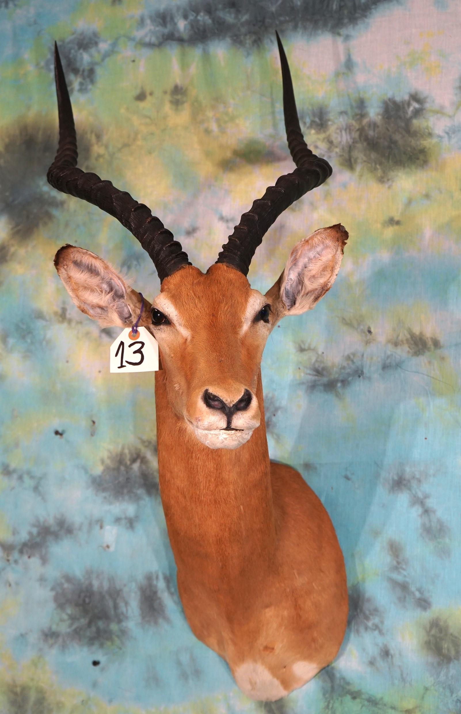 African Impala Shoulder Taxidermy Mount