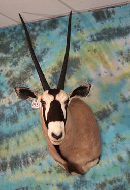 Gold Medal 40"+ African Gemsbuck Antelope Shoulder Taxidermy Mount
