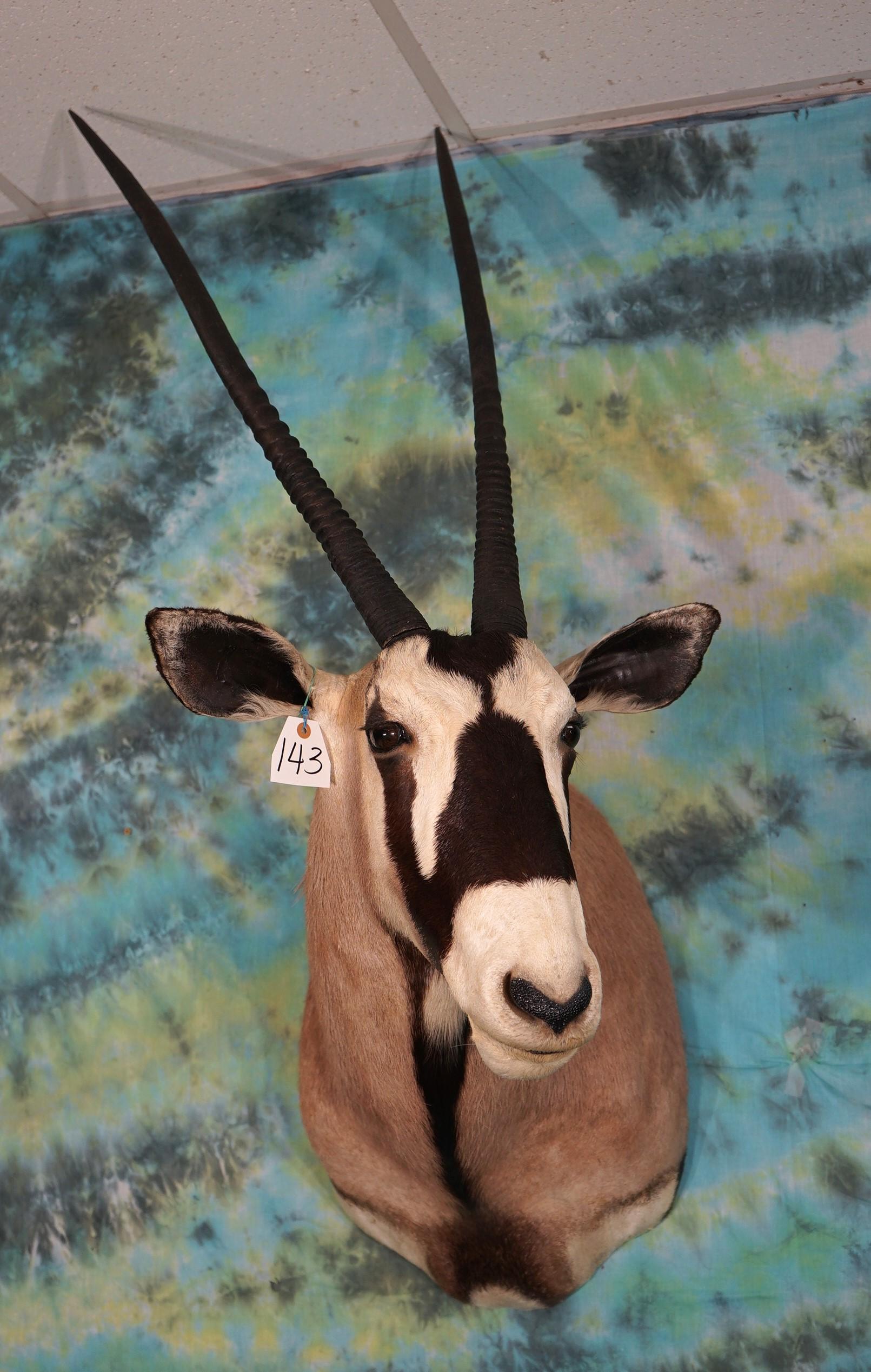 Gold Medal 40"+ African Gemsbuck Antelope Shoulder Taxidermy Mount