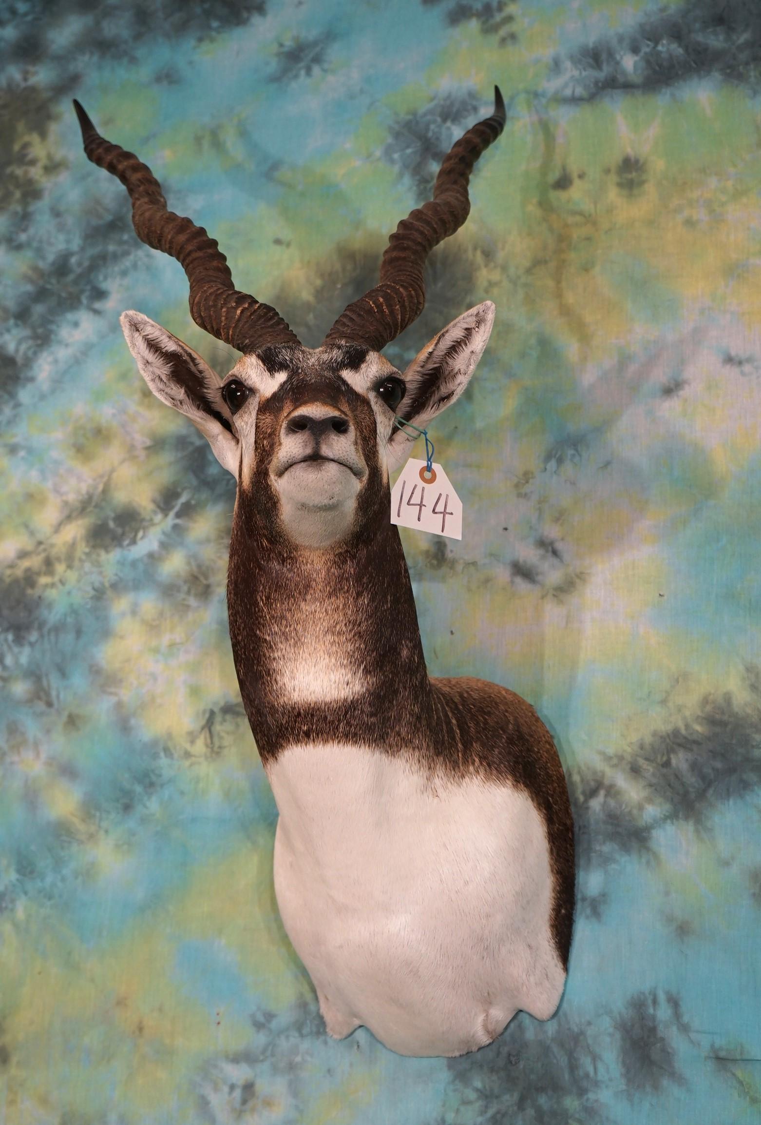 Gorgeous Blackbuck Antelope Shoulder Taxidermy Mount