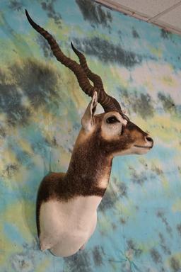 Gorgeous Blackbuck Antelope Shoulder Taxidermy Mount