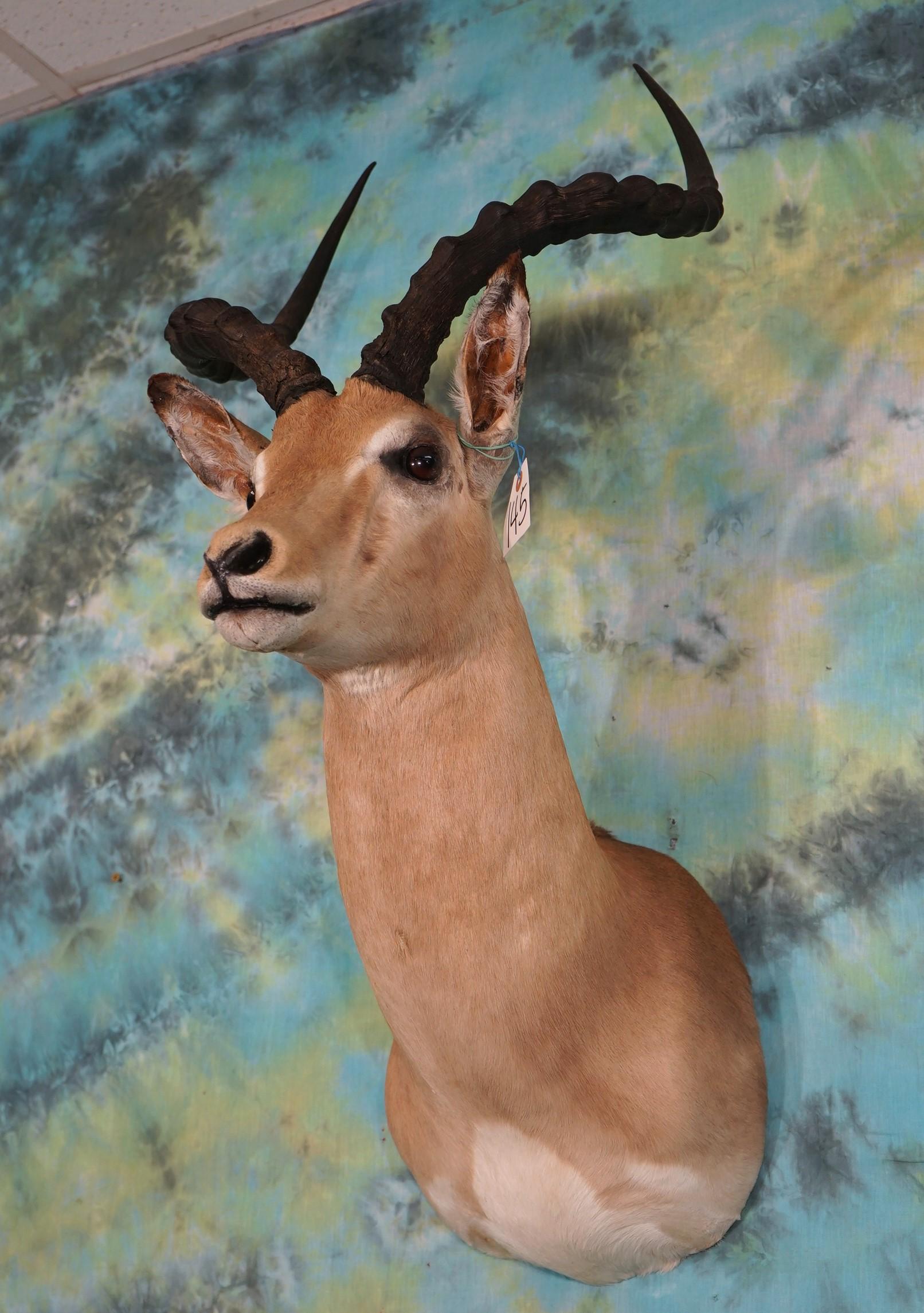 Big African Impala Ram Shoulder Taxidermy Mount