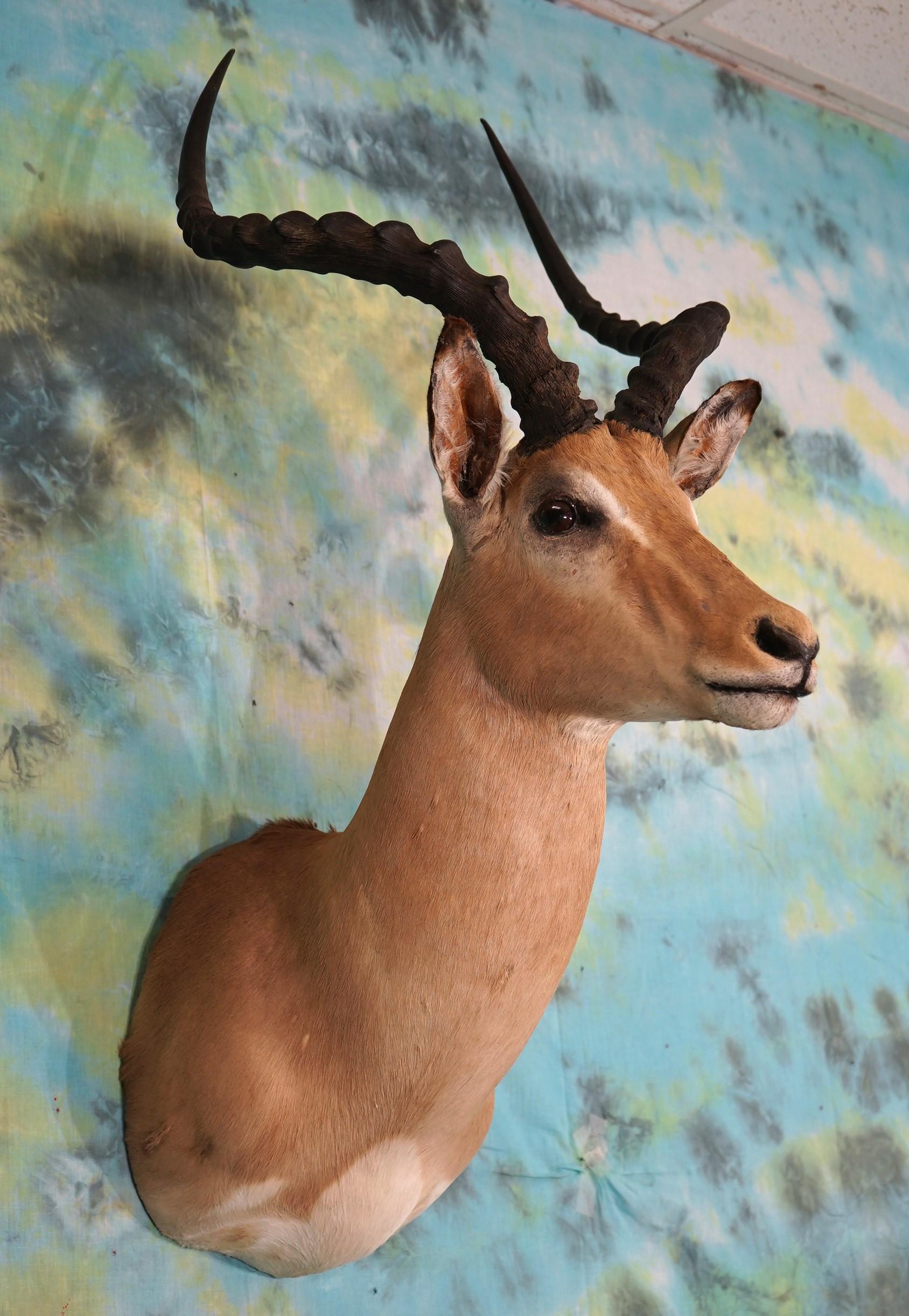 Big African Impala Ram Shoulder Taxidermy Mount