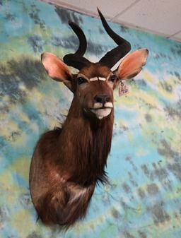 African Southern Nyala Antelope Shoulder Taxidermy Mount