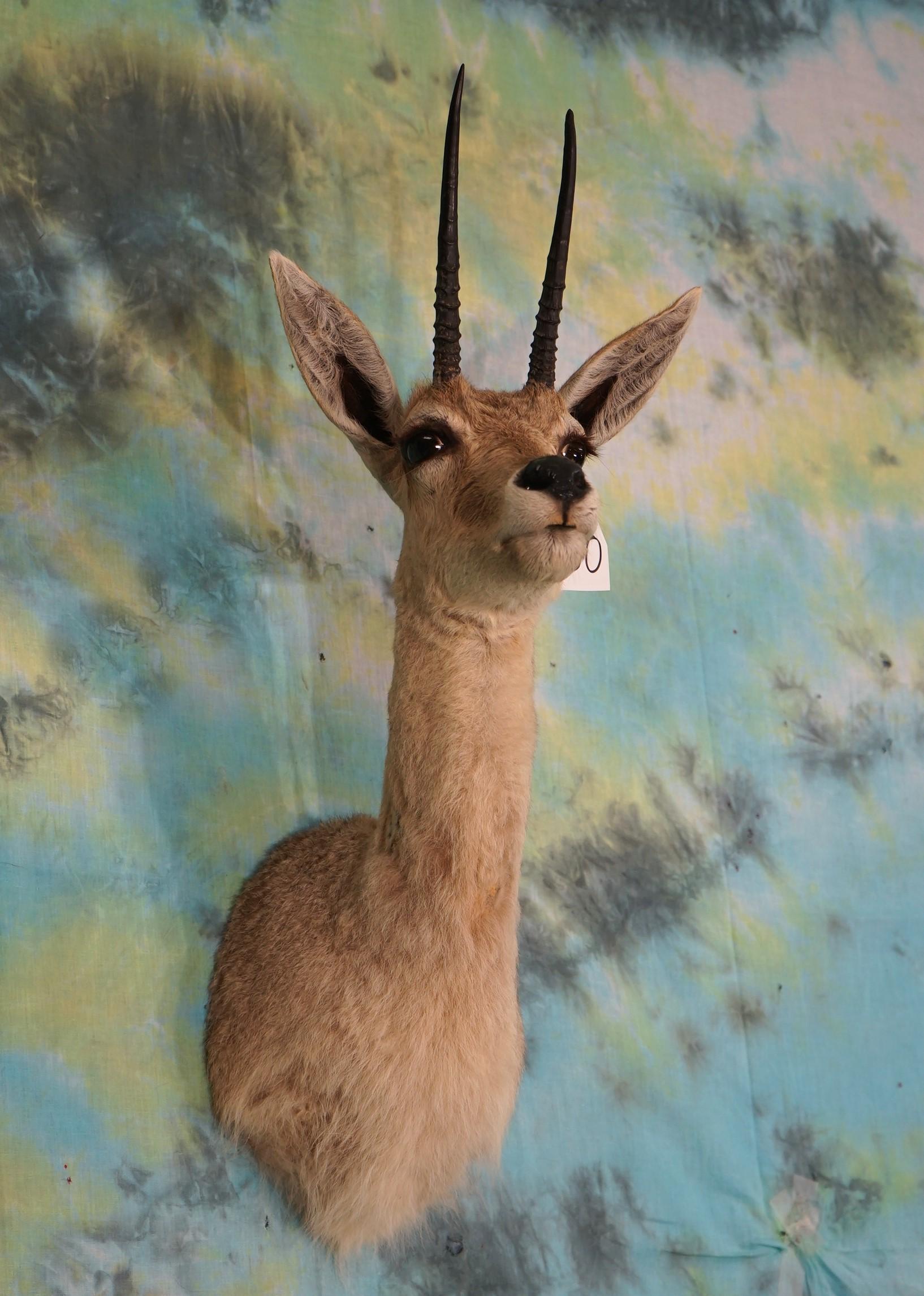 African Vaal Rhebok Pygmy Antelope Shoulder Mount Taxidermy