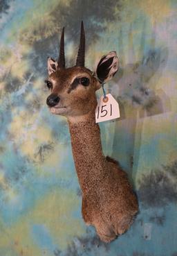 African Klipspringer Pygmy Antelope Shoulder Taxidermy Mount