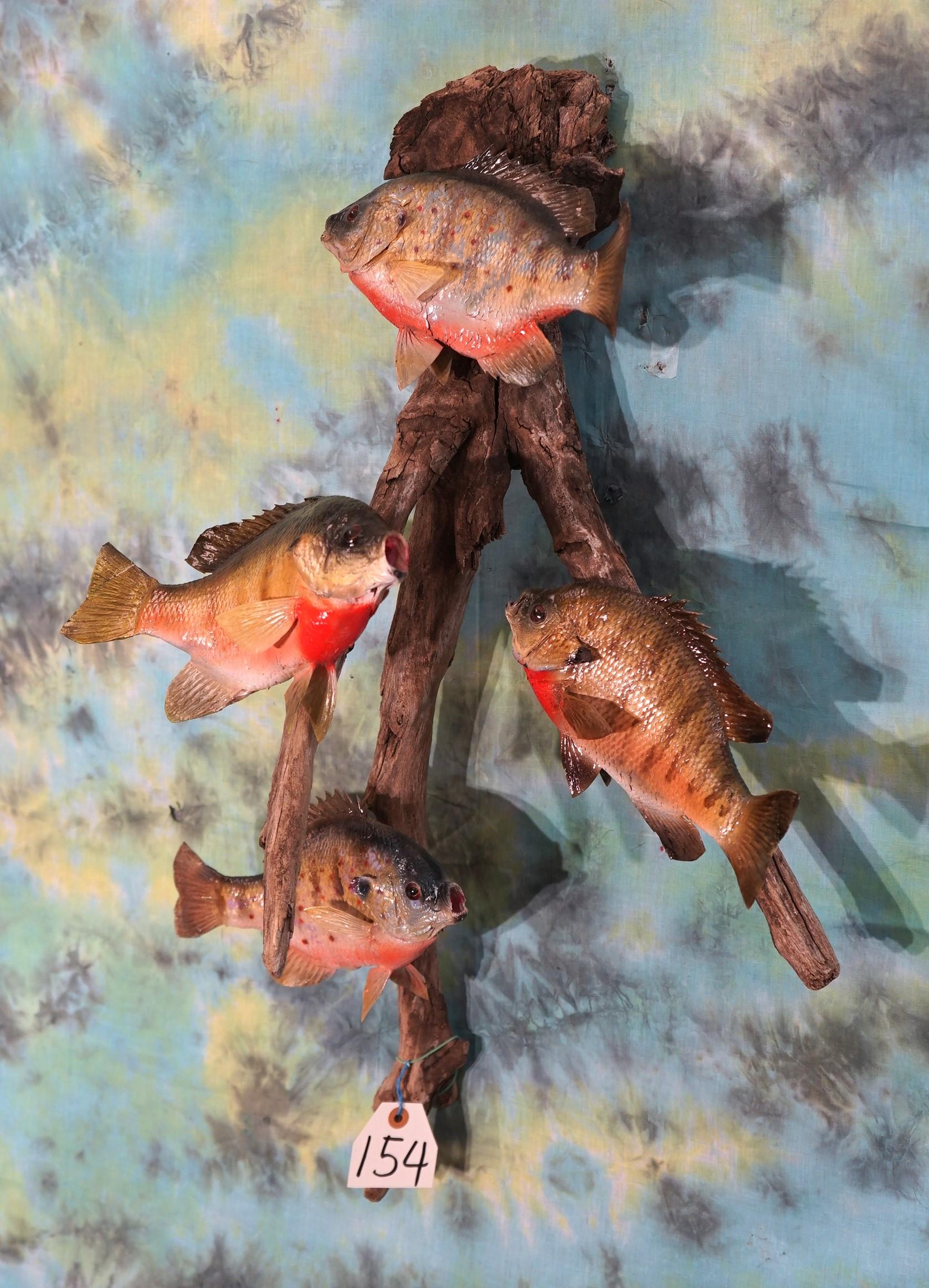 (4)Real Skin Sunfish Perch Taxidermy Fish Mounts on Driftwood