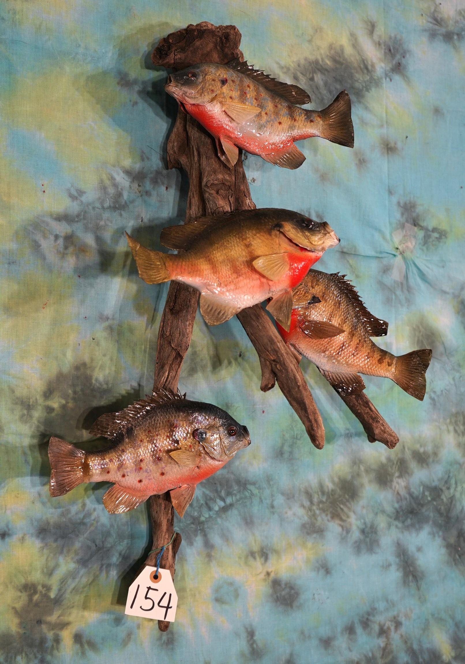 (4)Real Skin Sunfish Perch Taxidermy Fish Mounts on Driftwood