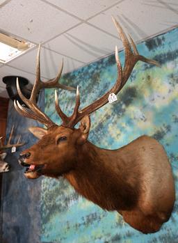 Nice 6 x 6 Bugling Elk Shoulder Taxidermy Mount