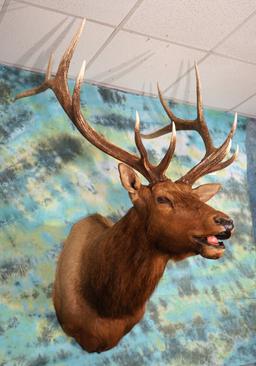 Nice 6 x 6 Bugling Elk Shoulder Taxidermy Mount