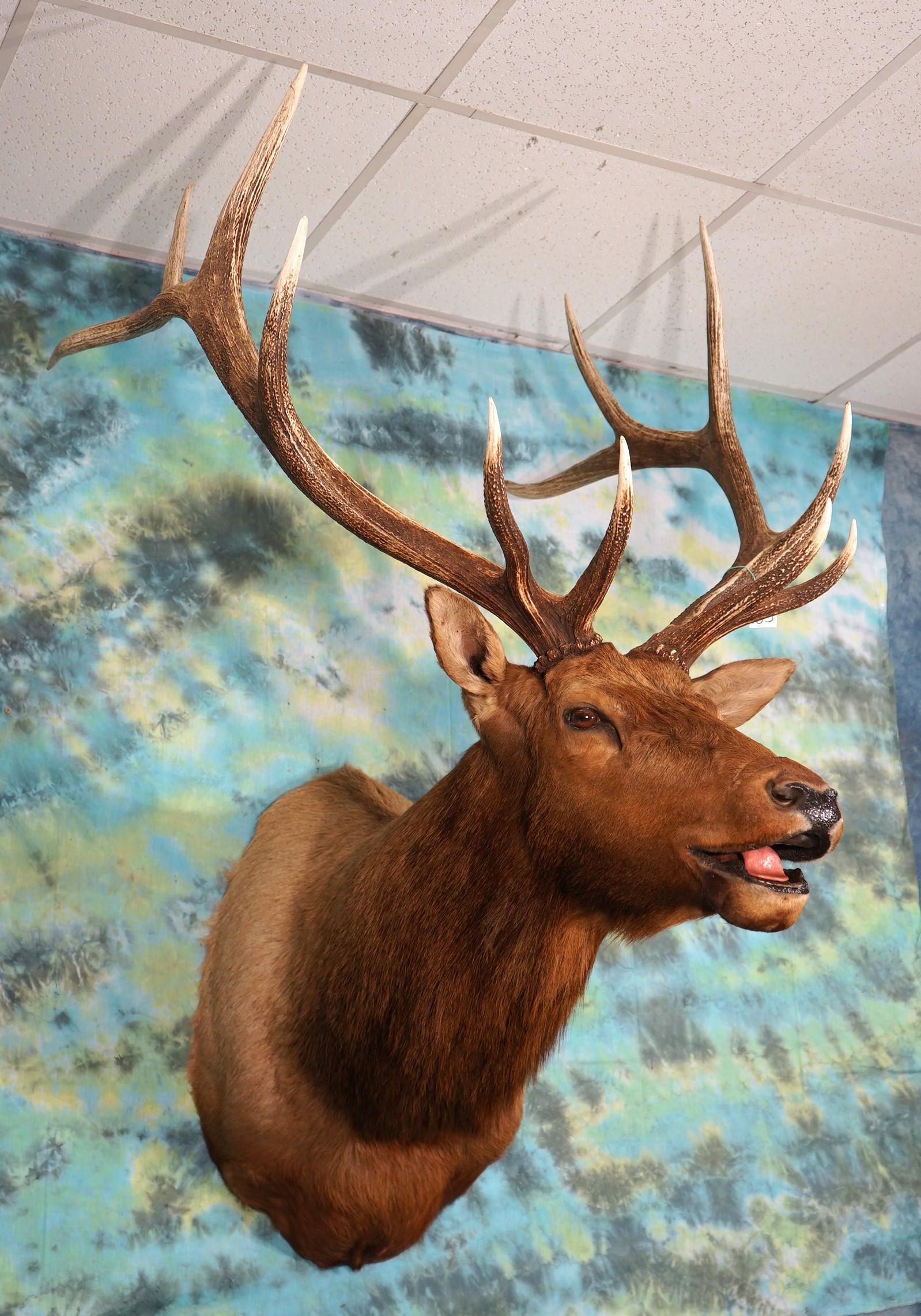 Nice 6 x 6 Bugling Elk Shoulder Taxidermy Mount