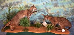 Pair of Bobcat Full Body Mounts in Natural Habitat Scene Fighting