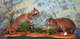 Pair of Bobcat Full Body Mounts in Natural Habitat Scene Fighting