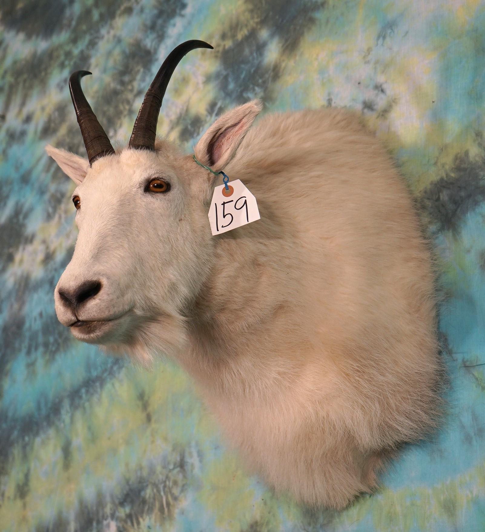 Rocky Mountain Goat Shoulder Taxidermy Mount