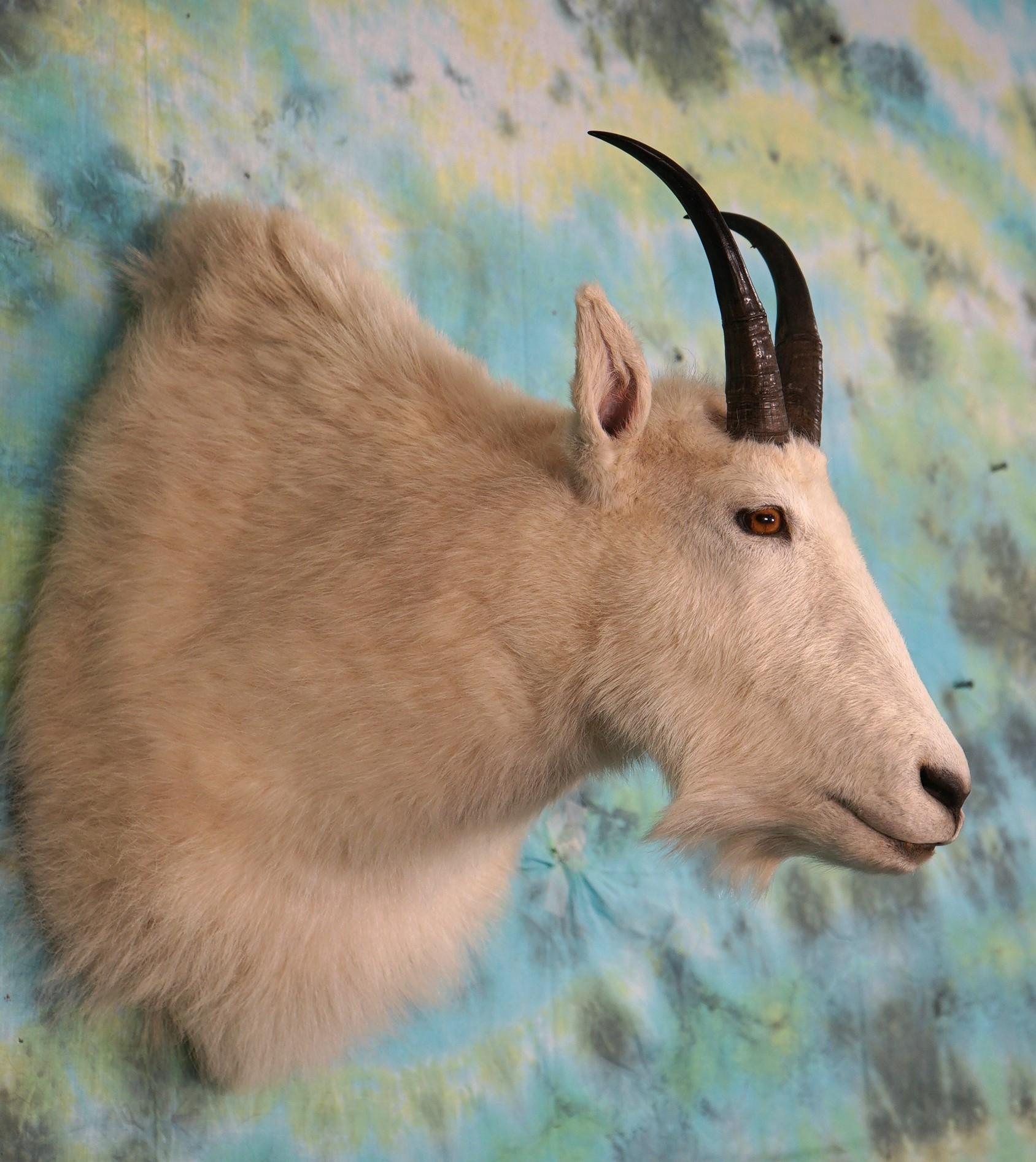 Rocky Mountain Goat Shoulder Taxidermy Mount