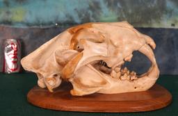 African Male Lion Skull on Plaque Taxidermy Mount **TEXAS RESIDENTS ONLY!**