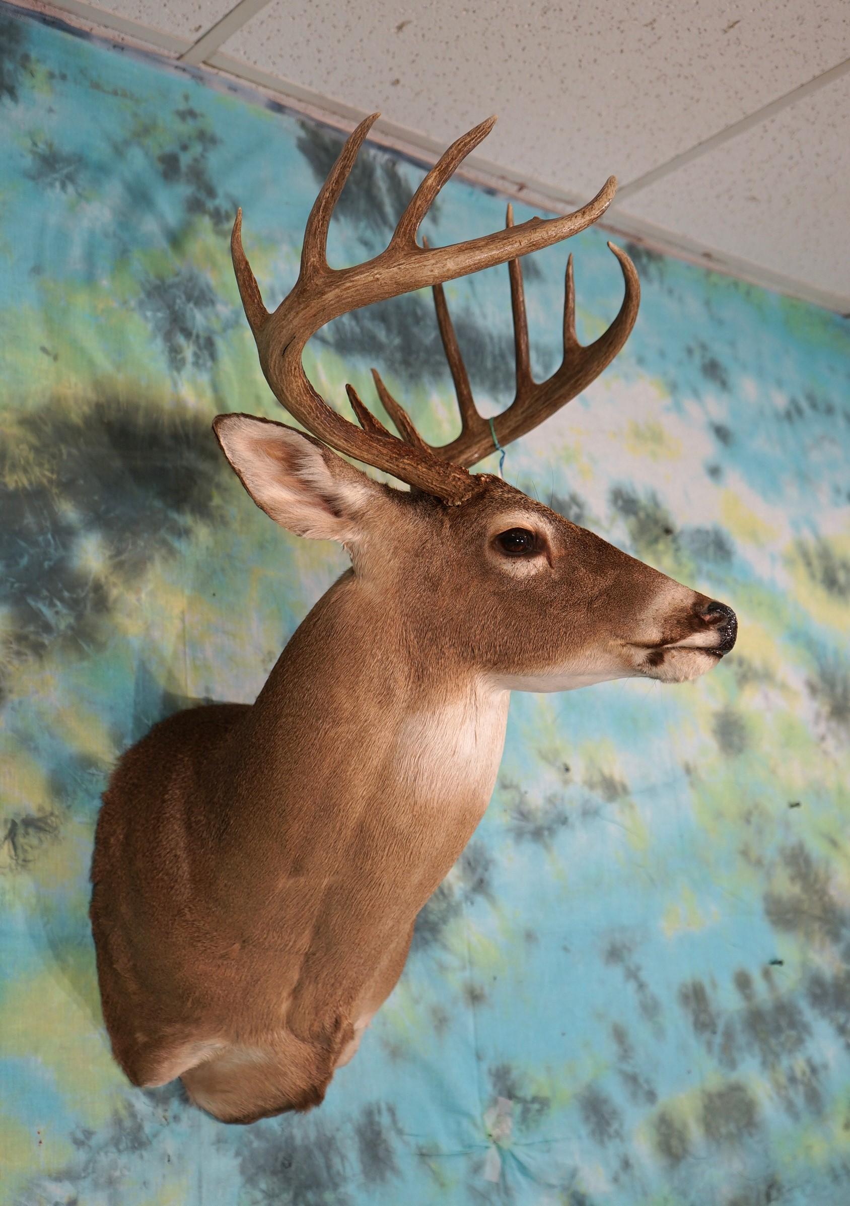 11 point Texas Whitetail Deer Shoulder Taxidermy Mount