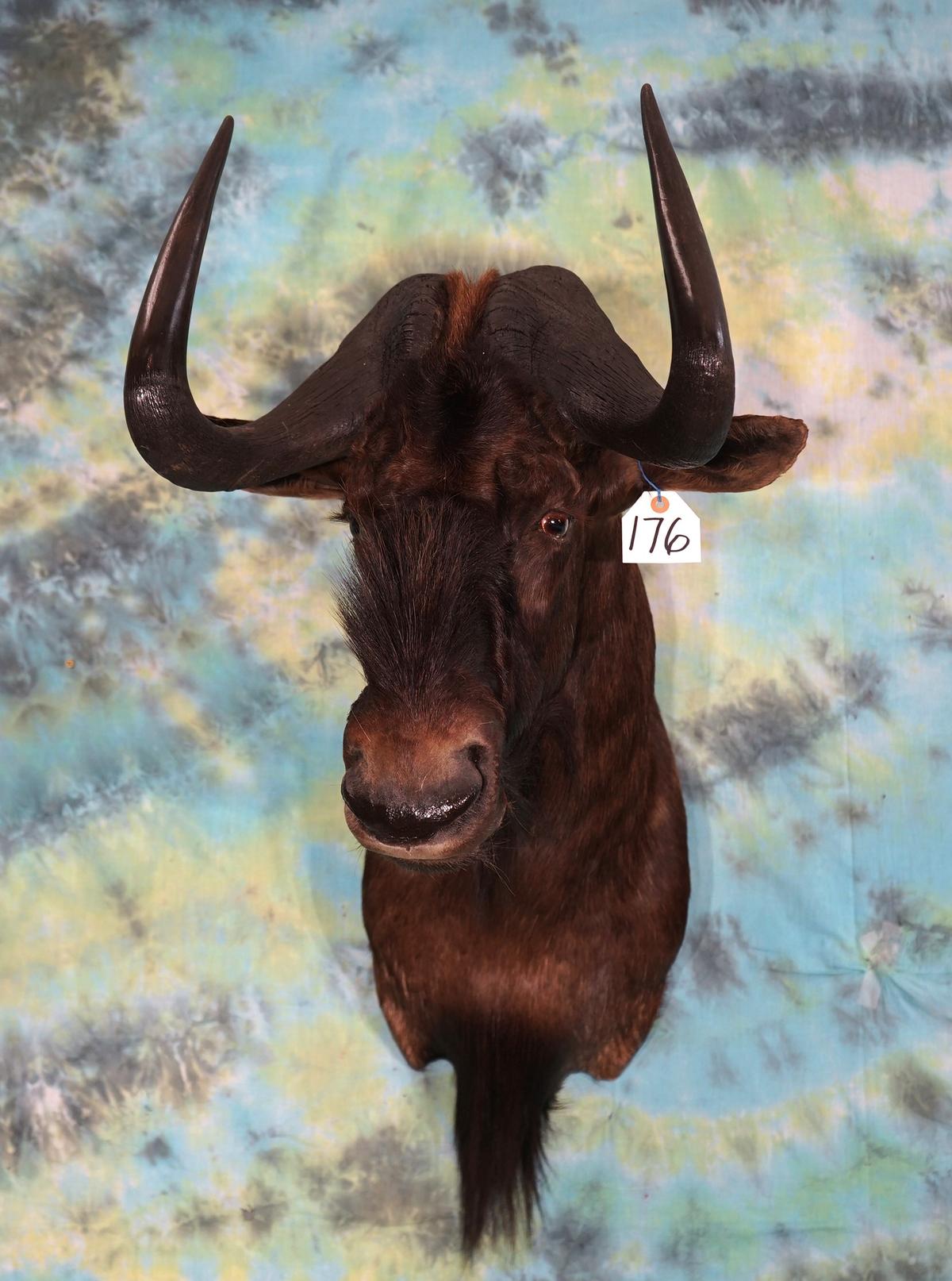 African Black Wildebeest Shoulder Taxidermy Mount