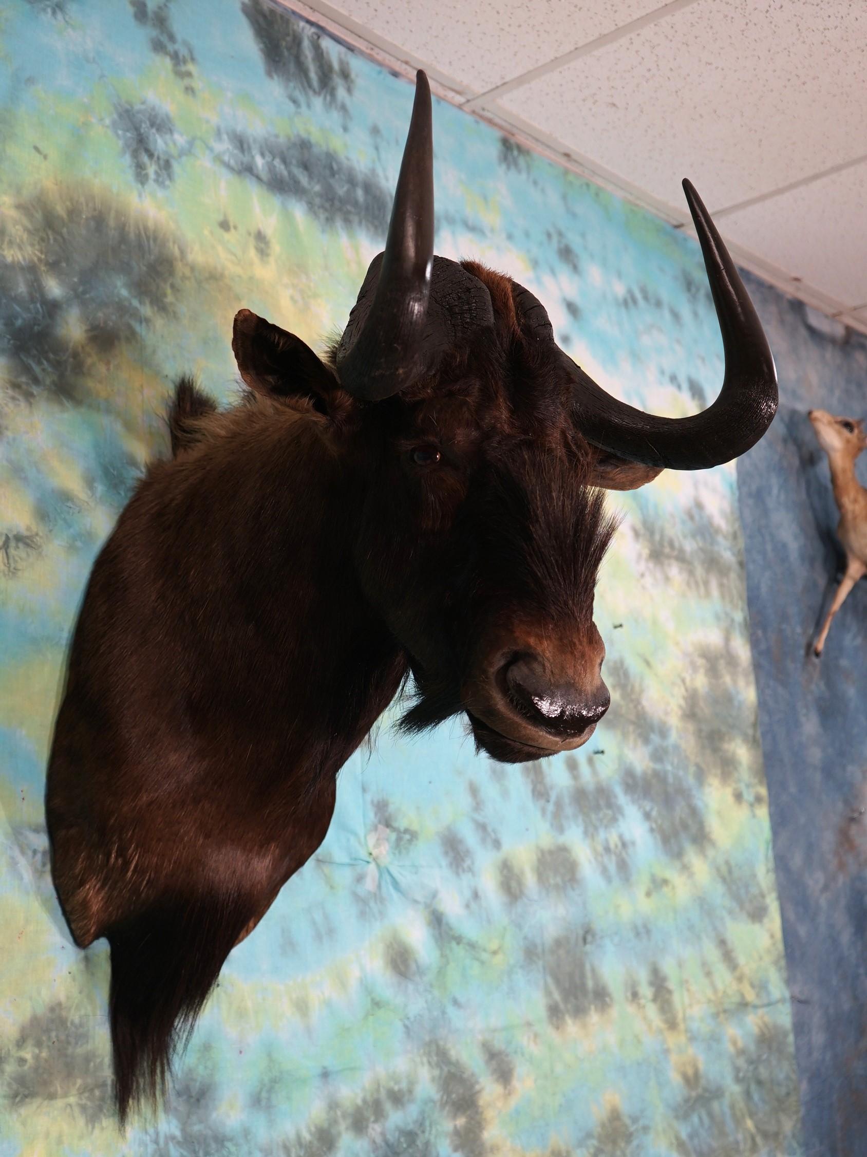 African Black Wildebeest Shoulder Taxidermy Mount