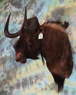 African Black Wildebeest Shoulder Taxidermy Mount