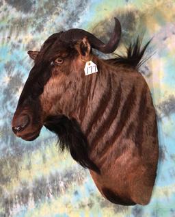 African Blue Wildebeest Shoulder Taxidermy Mount