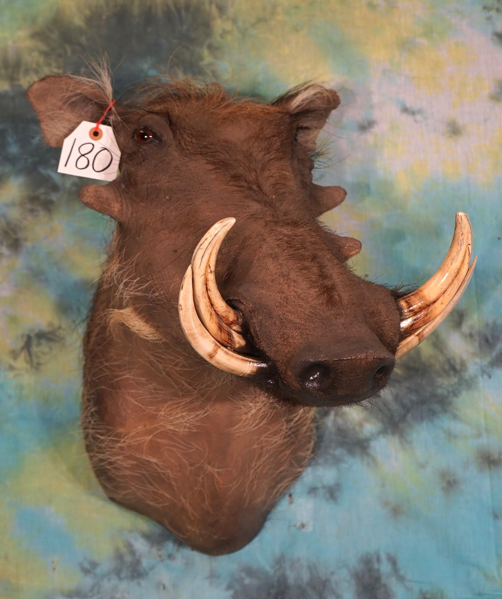 African Warthog Shoulder Taxidermy Mount