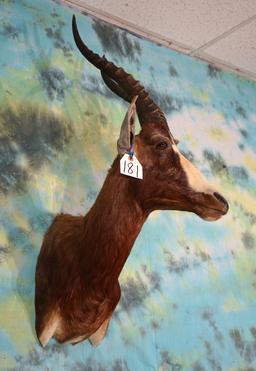 African Blesbuck Antelope Shoulder Taxidermy Mount