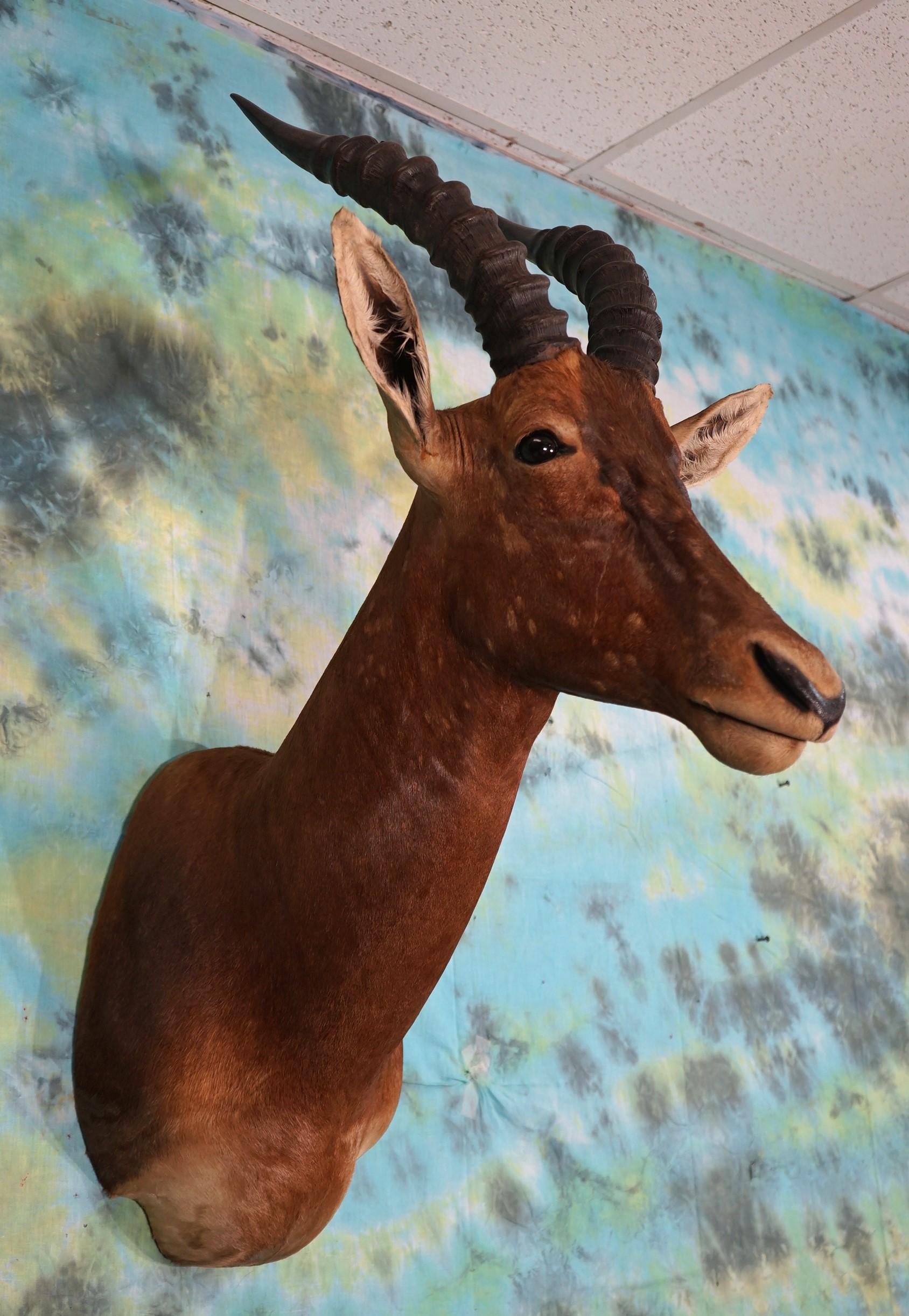 East African Topi Shoulder Mount Taxidermy