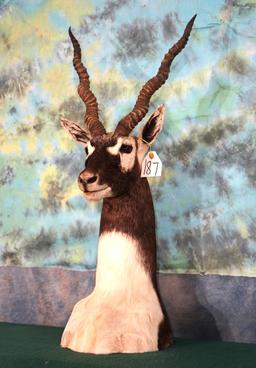 Blackbuck Antelope Antelope Shoulder Table Pedestal  Taxidermy Mount