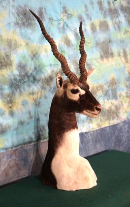 Blackbuck Antelope Antelope Shoulder Table Pedestal  Taxidermy Mount