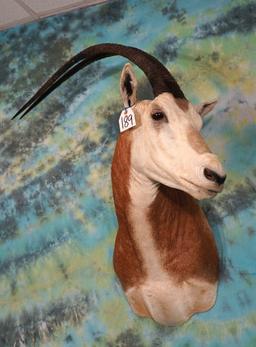 Scimitar Horned Oryx Shoulder Taxidermy Mount