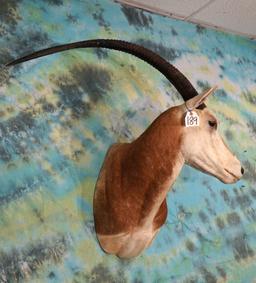 Scimitar Horned Oryx Shoulder Taxidermy Mount