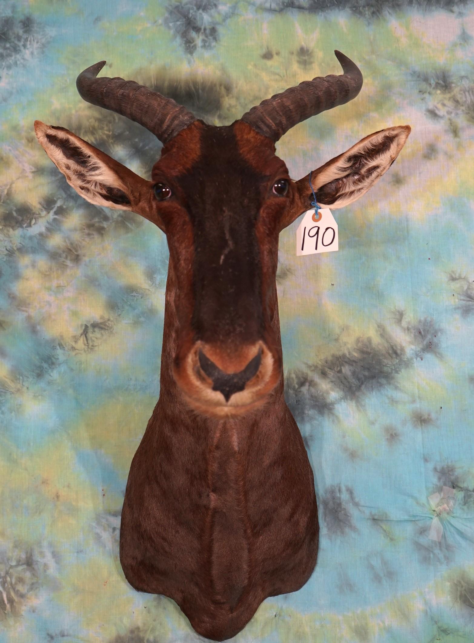 African Tsessebee Antelope Shoulder Taxidermy Mount