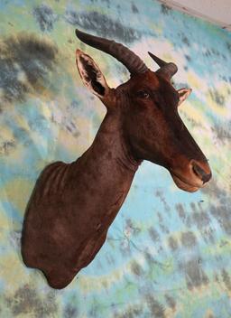 African Tsessebee Antelope Shoulder Taxidermy Mount