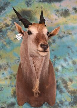 African Cape Eland Shoulder Taxidermy Mount