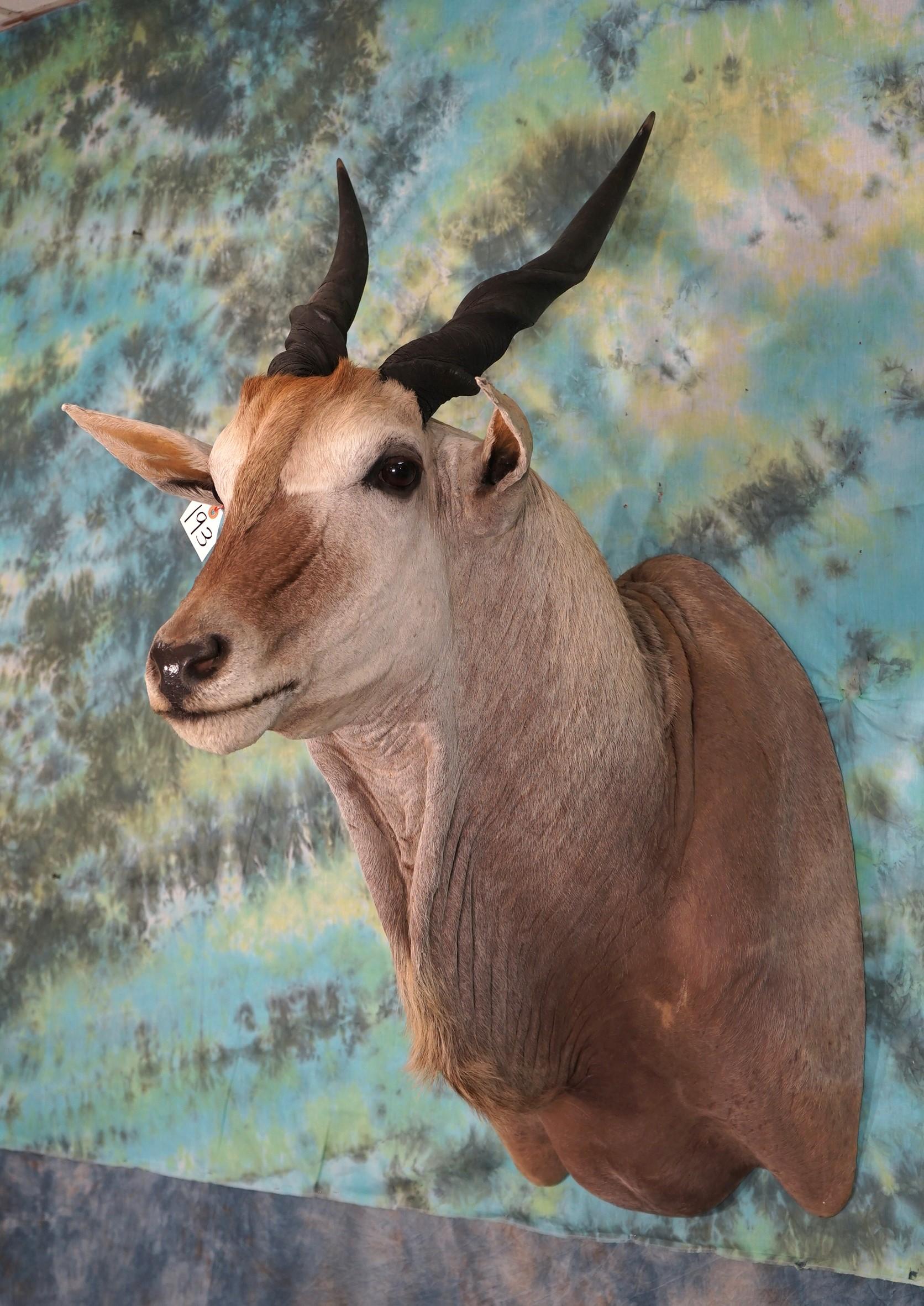 African Cape Eland Shoulder Taxidermy Mount