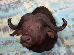 African Cape Buffalo Shoulder Taxidermy Mount