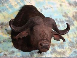 African Cape Buffalo Shoulder Taxidermy Mount