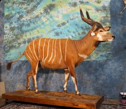 African Western Bongo Full Body Taxidermy Mount