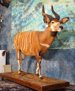 African Western Bongo Full Body Taxidermy Mount