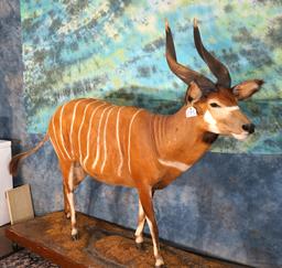 African Western Bongo Full Body Taxidermy Mount