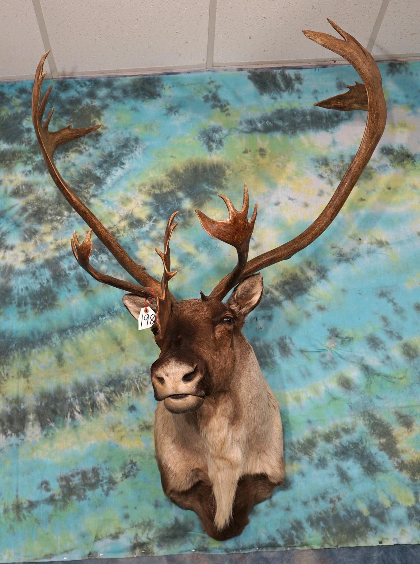 Gorgeous Mountain Caribou Shoulder Taxidermy Mount