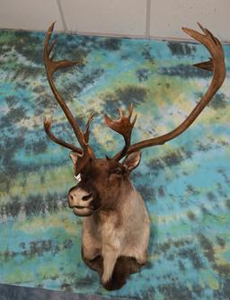 Gorgeous Mountain Caribou Shoulder Taxidermy Mount