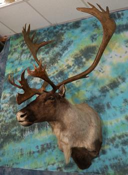 Gorgeous Mountain Caribou Shoulder Taxidermy Mount