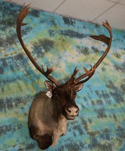 Gorgeous Mountain Caribou Shoulder Taxidermy Mount