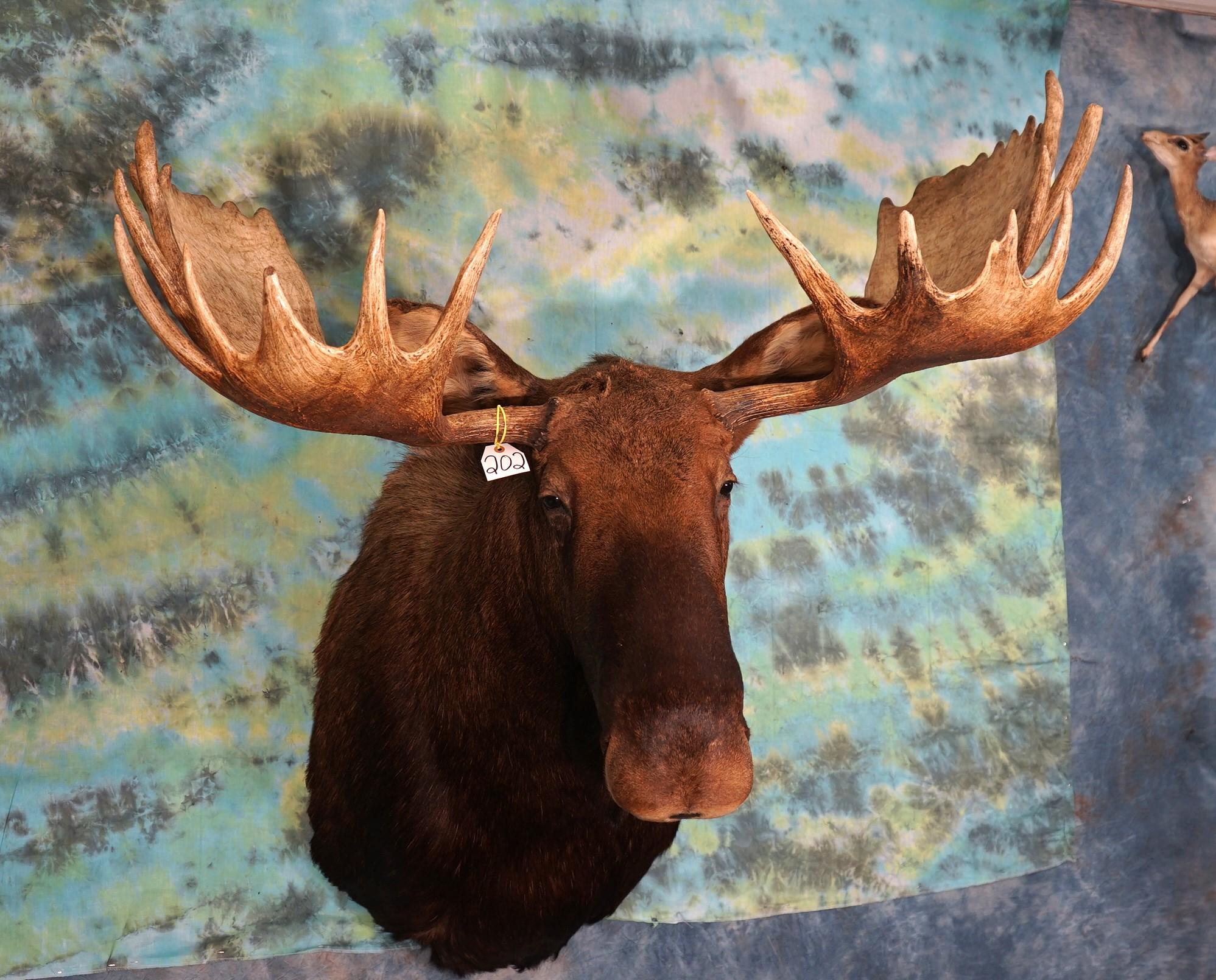 Boone & Crockett Canadian Moose Shoulder Taxidermy Mount