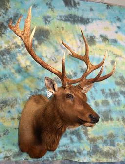 6 x 6 Elk Shoulder Mount Taxidermy