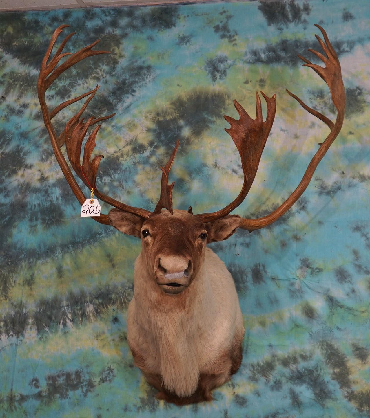 Quebec Labrador Caribou Shoulder Mount Taxidermy