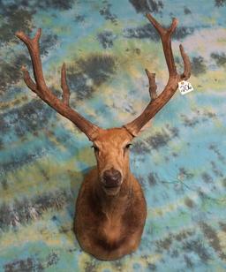 Pere David Deer Shoulder Taxidermy Mount